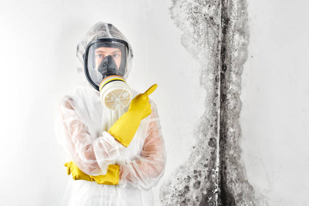 Best Commercial Mold Inspection  in Woodbury, MN